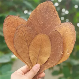 برگ کاتاپا 20 گرمی