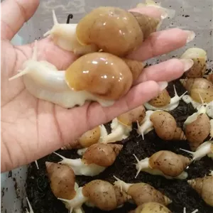 حلزون (کلاژن ساز طبیعی)