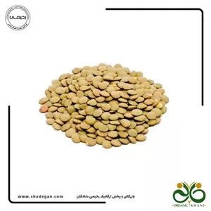 عدس درجه یک