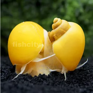 حلزون سیب سایز 5 سانت