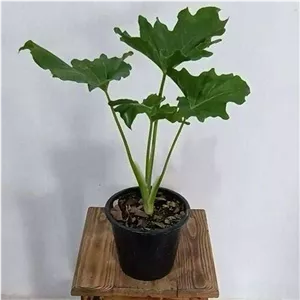 برگ انجیری