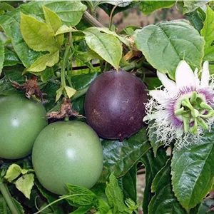 میوه پشن فروت ارغوانی