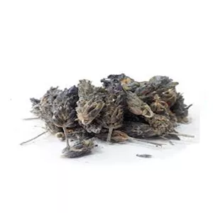 اسطوخودوس
