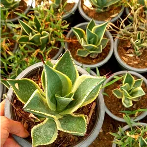 آگاو سلسی گلدان سطل 4