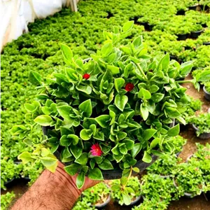 اپونتیا ( ناز یخی  رونده ) گلدان آویز