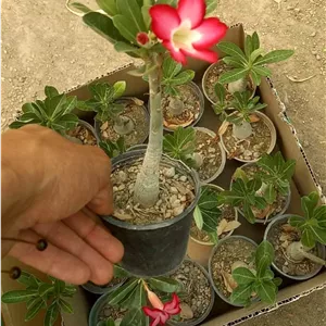 آدنیوم پک 16 عددی سایز گلدانها 8