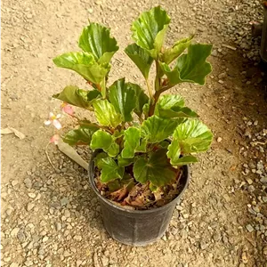 بگونیا عروس سایز گلدان 14