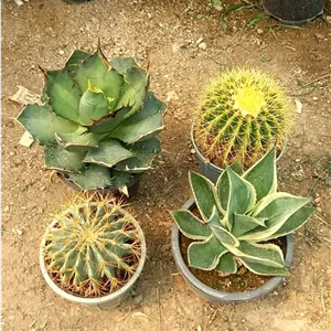 گیاهان خاص و کلکسیونی پک ۴ عددی آگاو تیتانوتا و آگاو سلسی و کاکتوس اچینو و فرو