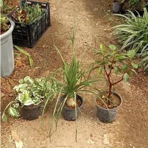 فیکوس جنگلی ، لیندا ، پوتوس ارتشی پک سه عددی