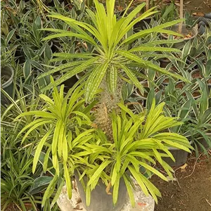 نخل ماداگاسکار خاص