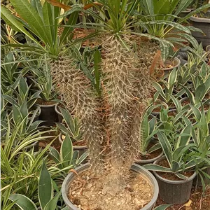 نخل ماداگاسکار خاص