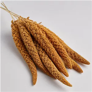 ارزن خوشه ای وارداتی