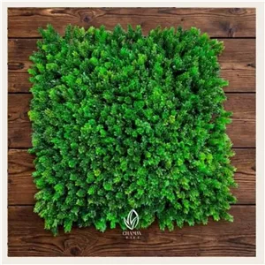 گرین وال کاج