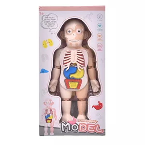 آناتومی بدن مدل no.w608Human Anatomy Model no.w608