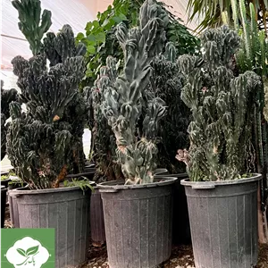 گل کاکتوس صخره ای