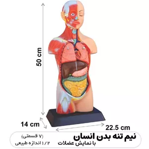 مولاژ 1 2 با ماهیچه