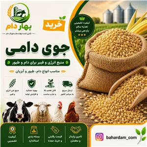 جو دامی
