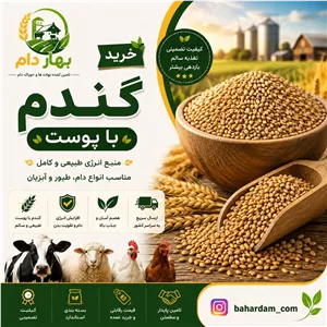 گندم با پوست