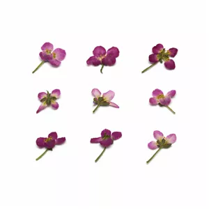 گل خشک نرلین مدل مینیاتوری spring بسته 9 عددی
