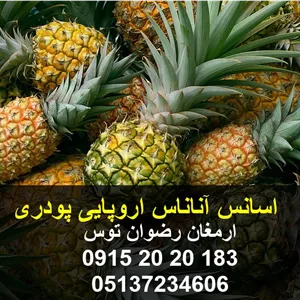 اسانس آناناس اروپایی پودری