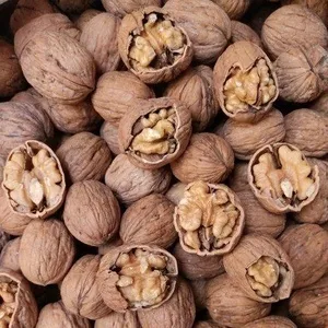گردو پوست کاغذی