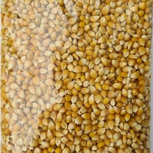 ذرت پاپ کورن درجه یک در بسته بندی ۵۰۰ گرمی
