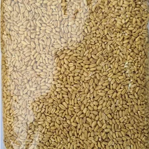 گندم حلیم درجه یک بسته ۵۰۰ گرمی