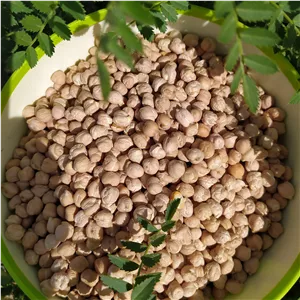نخود محلی دانه درشت