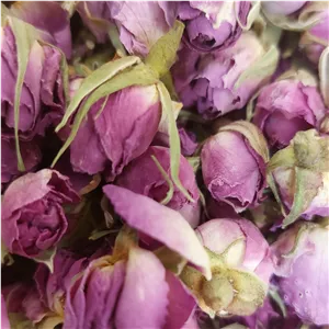 گل محمدی غنچه
