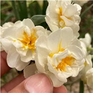 پیاز کمیاب گل نرگس BridalCrown