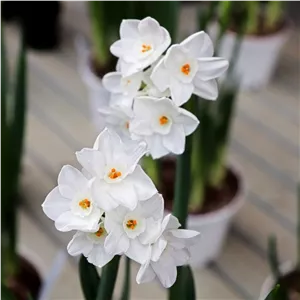 پک 3تایی پیاز گل نرگس paperwhite معطر ممتاز