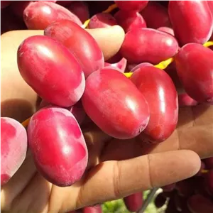 خرما خارَک گرین موند اعلا نوبر 1402 پک 3 کیلویی رنگ قرمز قیمت عمده فروش عمده و جزیی لوکس 