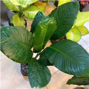 اسپاتی فیلوم برگ پهن Spathiphyllum wallisii  (لطفا قبل از خرید موجودی بگیرید)  هزینه ارسال بصورت پس کرایه می باشد