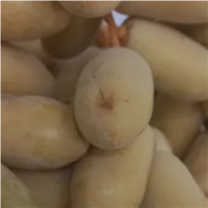 خرما خارَک 1405