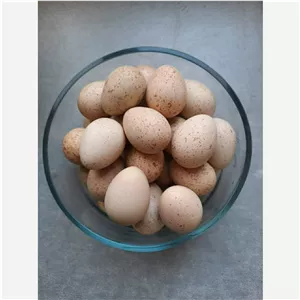 تخم کبک نطفه دار