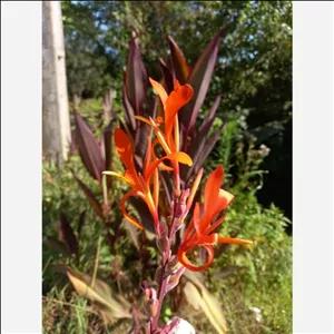 پیاز گل اختر  برگ قرمز . اختر شرابی تک رنگ