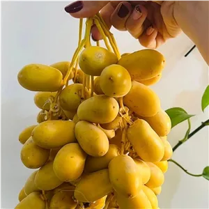 خارک حاج باقری ،خرما،ترد وشیرین وابدار (میوه درخت نخل)پک 3کیلویی تازه برداشت1405