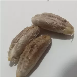 هسته خرماvaliaBASE