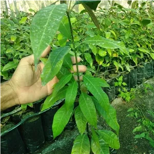 نهال انبه هندی یکساله