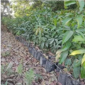 نهال انبه پاکستانی