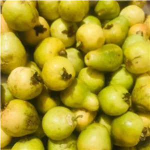 میوه گواوا یا زیتون محلی جنوب عمده تازه سه کیلویی