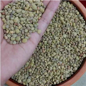 عدس محلی ریز عالی و باکیفیت با تخفیف عالی ارسال سریع 