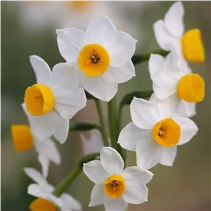 پیاز گل نرگس شهلا ( نیم کیلویی با کیفیت )