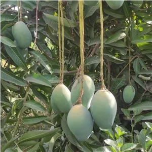 نهال انبه چهارفصل یکساله