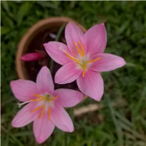 پیاز گیاه سوسن باران پس کرایه 