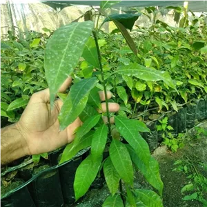 نهال انبه استوایی یکساله