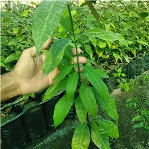 نهال انبه محلی جنوب 