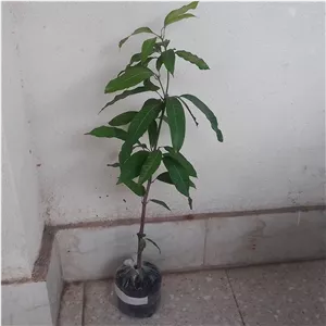 نهال انبه پاکستانی یکساله 