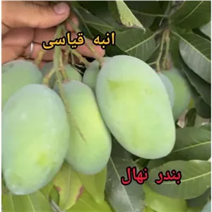 نهال انبه قیاسی یکساله