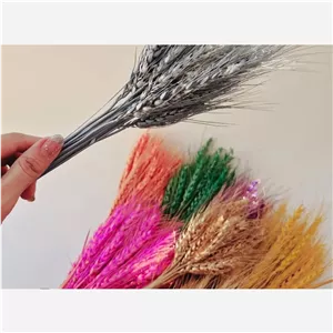 گندم رنگی پک 10عدد